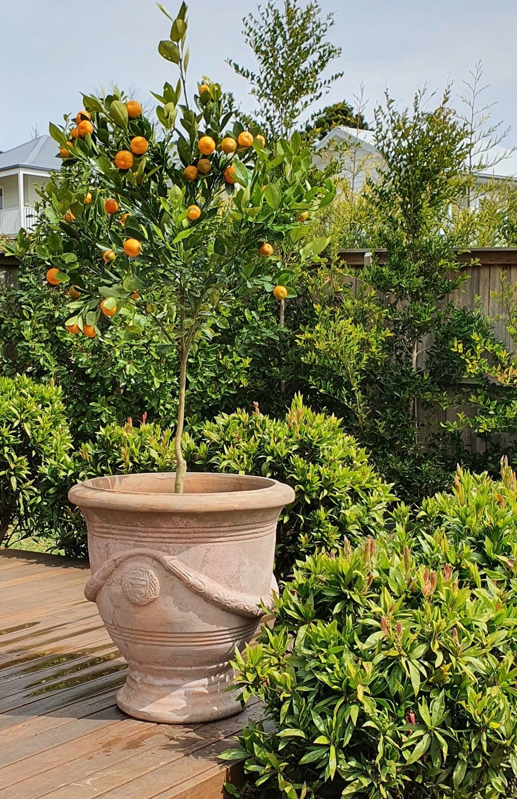 fruit tree in a garden pot in the Southern Highlands